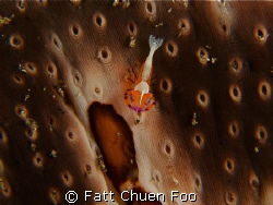 Emperor Shrimp on Sea Cucumber, Lembeh, North Sulawesi, C... by Fatt Chuen Foo 